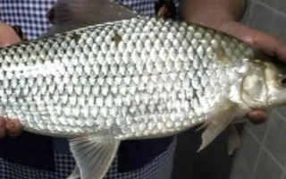 土鯪魚一般在哪個水層活動，一般都在水體底層活動