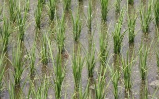 富兩優(yōu)508水稻種子特征特性，一般在4月下旬至5月上旬播種