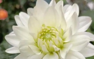 大麗花的開花時(shí)間，一般為5月份左右