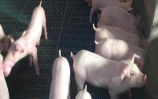 怎么挑選豬苗，這12點(diǎn)須掌握