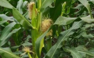 華西948玉米品種簡介，及時防治玉米螟