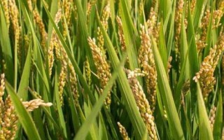 珍香9號水稻種子特點，每畝有效穗數(shù)17.9萬