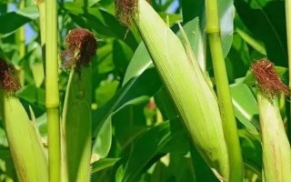 浙糯玉4號(hào)(原名:浙甜糯6681)玉米種子特點(diǎn)，中抗莖腐病