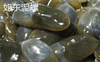 江蘇南通市如東縣的特產(chǎn)，如東條斑紫菜暢銷各地