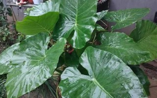 滴水觀音的施肥方式，在生長期施氮磷鉀復(fù)合肥最為合適