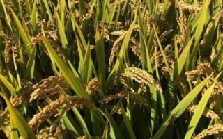 雙優(yōu)575水稻品種簡介，每畝有效穗數(shù)14.2萬穗