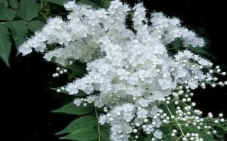 珍珠梅葉片干枯怎么辦，可采取剪葉、澆水等措施