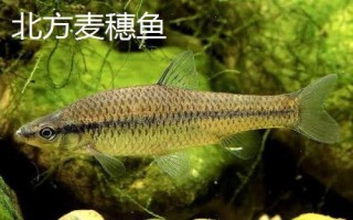 麥穗魚(yú)的種類(lèi)，部分品種已被列入保護(hù)名錄
