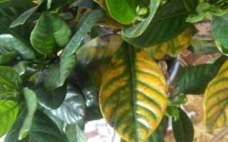 梔子花葉子發(fā)黃怎么辦，找準(zhǔn)原因?qū)ΠY治療