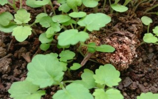 藿香的種植方法，苗高3cm及時(shí)間去過密苗
