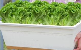 用塑料盆種菜有沒(méi)有毒，蔬菜的根系無(wú)法吸收其中的有毒物質(zhì)