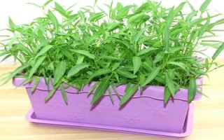 用塑料盆種菜有沒(méi)有毒，蔬菜的根系無(wú)法吸收其中的有毒物質(zhì)