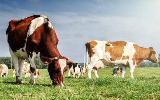 牛羊泌乳期為何禁用驅(qū)蟲藥，原因是不利于幼畜的發(fā)育