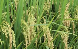 中浙優(yōu)8號(hào)水稻種子特點(diǎn)，全生育期158.7天