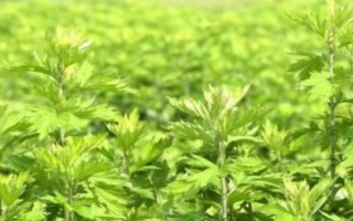 艾草的形態(tài)特征，葉片大多為卵形