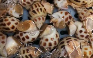 黃螺的產(chǎn)地，主要產(chǎn)自于東南沿海