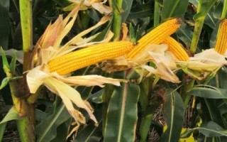 豫單1851玉米種簡介，畝種植密度4500株