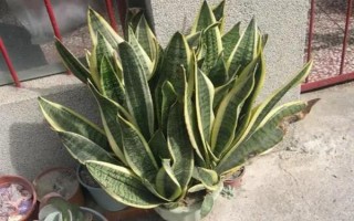 虎耳蘭的種植方法，生長期間讓土壤保持濕潤