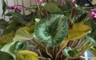 仙客來花落后如何處理，要對(duì)其進(jìn)行修剪
