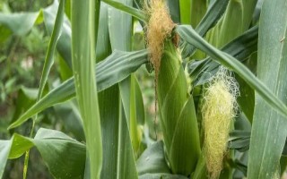 DH606玉米種子簡介，4月下旬至5月上旬播種