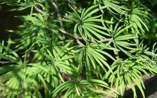 金錢松的養(yǎng)殖注意事項(xiàng)，要每隔2-3年換1次盆