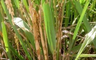 水稻立枯病是什么病，發(fā)病率15%左右