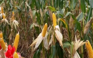 圣甜1號玉米種子特征特性，苗期防治地下害蟲