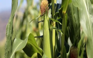 金豫6號玉米種子介紹，6月15日前播種結束