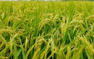 孟兩優(yōu)319水稻種子特點，全生育期128.6天