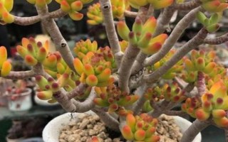 八千代的養(yǎng)殖方法，生長期間每個月追施一次肥料