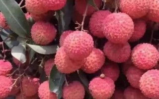 掛紅荔枝簡介，是一種遲熟荔枝品種