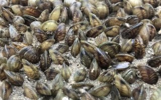 海瓜子怎么養(yǎng)殖，排干水塘再將種苗均勻撒在塘面上