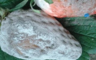 灰霉病有什么特點(diǎn)，傳播范圍廣、腐生能力強(qiáng)