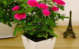 哪里有玫瑰花種植基地，基地在河北或者山東等地