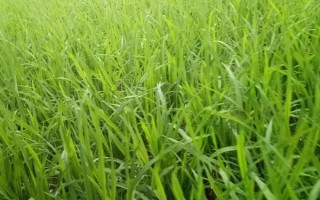 粘兩優(yōu)2363水稻品種的特性，每畝有效穗數(shù)17.2萬穗