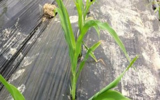 鑫禾567玉米種子簡(jiǎn)介，平均生育期129天