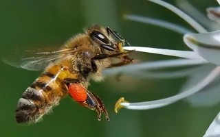 蜜蜂有幾種類型的蜂，分別是蜂王、工蜂和雄蜂