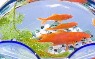 金魚會不會互相攻擊，一般不會互相攻擊