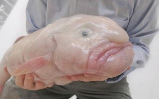 水滴魚能不能吃，本身并不適合食用