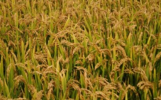 隆兩優(yōu)608水稻種子介紹，每畝有效穗數(shù)14.4萬穗