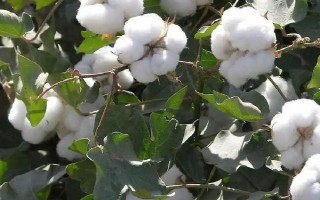 蘇棉30棉花品種的特性，生育期105天