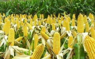 京科糯928玉米種子簡(jiǎn)介，在中等肥力以上地塊栽培