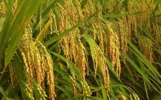 強兩優(yōu)6166水稻種子特征特性，全生育期134.8天