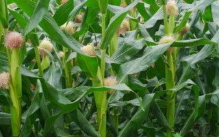 滑豐9號(hào)玉米品種的特性，充分發(fā)揮該品種的高產(chǎn)潛力