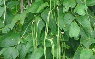 豆角歇伏的原因，高溫、干旱多雨等都會(huì)導(dǎo)致