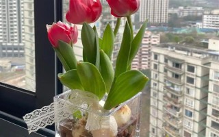 郁金香種一次就會(huì)死亡嗎，屬于多年生草本植物可以重復(fù)栽種