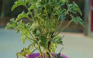 驅(qū)蚊草的盆栽方法，生長期和盛花期要定期追施肥液