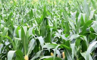 英玉828玉米種子介紹，適宜密度為5000株/畝左右