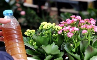 長壽花的夏季管理方法，澆水上最好不要澆或者少澆
