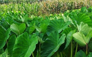 芋頭幾月份培土，每年6月份開始